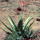 Aloe turkanensis JL N.Kenya-0306.jpg